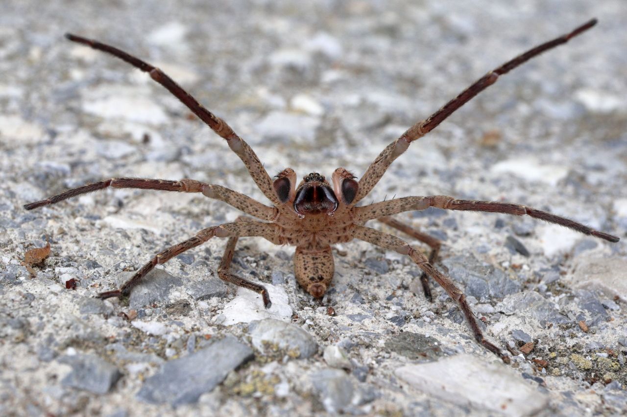 Zoropsis sp., maschio - Portovenere (SP)